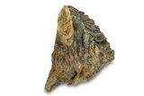 Fossil Woolly Mammoth Lower M Molar - Poland #295845-6